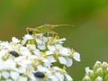 Plant Bug On Queen Anne`s Lace 2