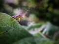 A plant bug stand on leaves Royalty Free Stock Photo