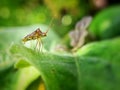 A plant bug stand on leaves Royalty Free Stock Photo