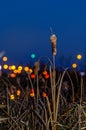 Plant bulrush against the sunset and beautiful orange blue sky Royalty Free Stock Photo