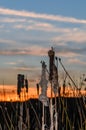 Plant bulrush against the sunset and beautiful orange blue sky Royalty Free Stock Photo