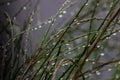 Plant with Raindrops after a Spring Storm