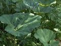 Plant burdock large, thickets of burdocks and thistles Royalty Free Stock Photo