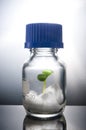 Plant burgeon growing in a closed laboratory flask