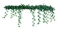 Plant bush with hanging vines of green variegated heart-shaped leaves DevilÃ¢â¬â¢s ivy or golden pothos Epipremnum aureum the