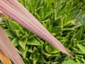 Plant cabbage palm red star cordyline australis with waterdrops