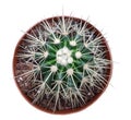 Plant of cactus Echinocactus grusonii in pot on white background Royalty Free Stock Photo