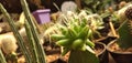 Plant cactus flower produce houseplan Royalty Free Stock Photo