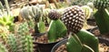 Plant cactus flower produce houseplan Royalty Free Stock Photo