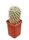 Plant, Cactus Mamillaria Nejapensis Latin Name, The Birthplace of Mexico. Cut On White Background Royalty Free Stock Photo