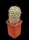 Plant, Cactus Mamillaria Nejapensis Latin Name, The Birthplace of Mexico. Cut On Black Background Royalty Free Stock Photo