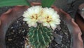 Beauty plant Cactus with flowers of brigth colors