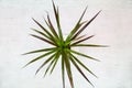 The plant Calamus Lat. ÃÂcorus with thin green leaves in the form of rays in a clay pot on a white background, top view. Flora Royalty Free Stock Photo