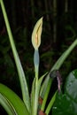 The tender leaves of wild taro are very attractive