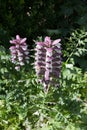 The plant called Bear`s Breech which is a species of Acanthus Royalty Free Stock Photo