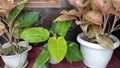 a plant called Blushing philodendron has green leaves and grows in pots