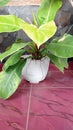 a plant called Blushing philodendron has green leaves and grows in pots