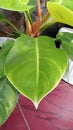 a plant called Blushing philodendron has green leaves and grows in pots