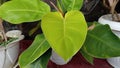 a plant called Blushing philodendron has green leaves and grows in pots