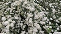 This plant is called the bride. bush with small white flowers.