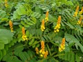 Caesalpinia Sappan Flower on blurred green background close up. High quality photo Royalty Free Stock Photo