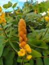 Caesalpinia Sappan Flower on blurred green background close up. High quality photo Royalty Free Stock Photo