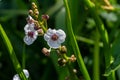 plant called Common arrowhead, Sagittaria sagittifolia Royalty Free Stock Photo
