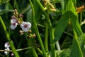 plant called Common arrowhead, Sagittaria sagittifolia Royalty Free Stock Photo