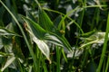 plant called Common arrowhead, Sagittaria sagittifolia Royalty Free Stock Photo