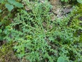 picture of the pilea microphylla plant