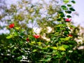 Plant called hibiscus or hibisco Royalty Free Stock Photo