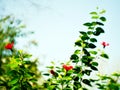 Plant called hibiscus or hibisco Royalty Free Stock Photo
