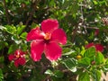 Plant called hibiscus or hibisco Royalty Free Stock Photo