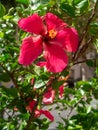 Plant called hibiscus or hibisco Royalty Free Stock Photo
