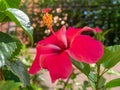 Plant called hibiscus or hibisco Royalty Free Stock Photo