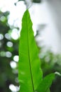 the plant is called kadaka or asplenium nidus with thick leaves