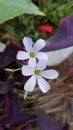 a plant called Oxalis triangularis has a shape like a butterfly and is purple in color Royalty Free Stock Photo