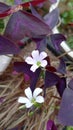 a plant called Oxalis triangularis has a shape like a butterfly and is purple in color Royalty Free Stock Photo