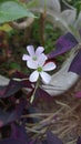 a plant called Oxalis triangularis has a shape like a butterfly and is purple in color Royalty Free Stock Photo