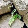 Adiantum capillus-veneris Amidst the Rocks