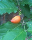 Peru plum or caferana (peanut butter fruit) has a peanut butter flavor