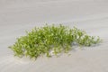 Plant called Sea rocket Cakile maritima