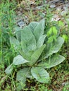 Great Mullein Plant - Verbascum thapsus Royalty Free Stock Photo