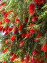 Plant of Callistemon with red bottlebrush flowers and flower buds against intense blue sky Royalty Free Stock Photo