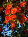 Plant of Callistemon with red bottlebrush flowers and flower buds against intense blue sky Royalty Free Stock Photo