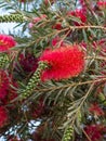 Plant of Callistemon with red bottlebrush flowers and flower buds against intense blue sky Royalty Free Stock Photo