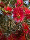 Plant of Callistemon with red bottlebrush flowers and flower buds against intense blue sky Royalty Free Stock Photo