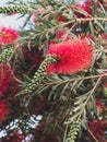 Plant of Callistemon with red bottlebrush flowers and flower buds against intense blue sky Royalty Free Stock Photo