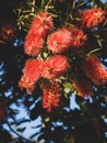 Plant of Callistemon with red bottlebrush flowers and flower buds against intense blue sky Royalty Free Stock Photo