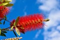 Plant of Callistemon with red bottlebrush flowers and flower buds against intense blue sky on a bright sunny Spring day. Royalty Free Stock Photo